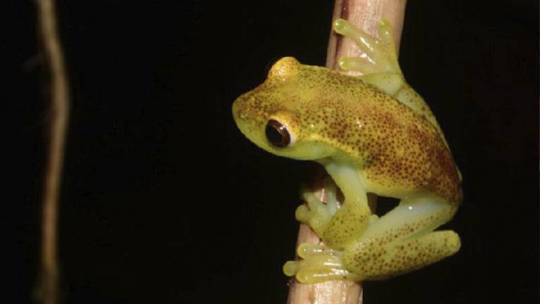 Jóvenes ecuatorianas le dieron el nombre a esta nueva especie de rana econtrada en Carchi