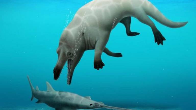 Científicos egipcios descubren una antigua ballena que tenía cuatro patas