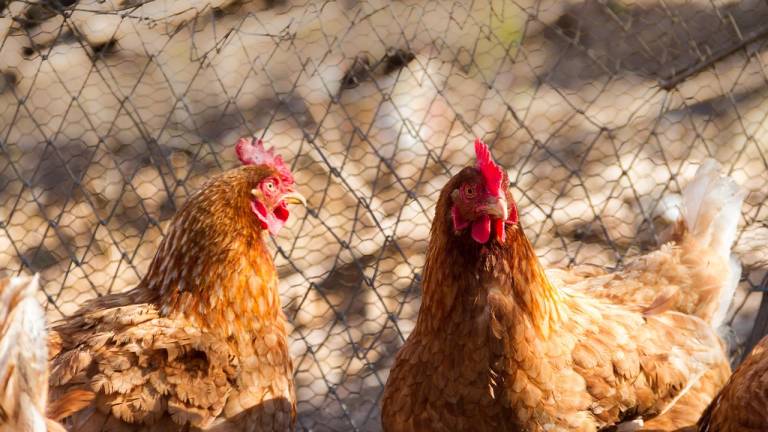India reporta la primera muerte por gripe aviar