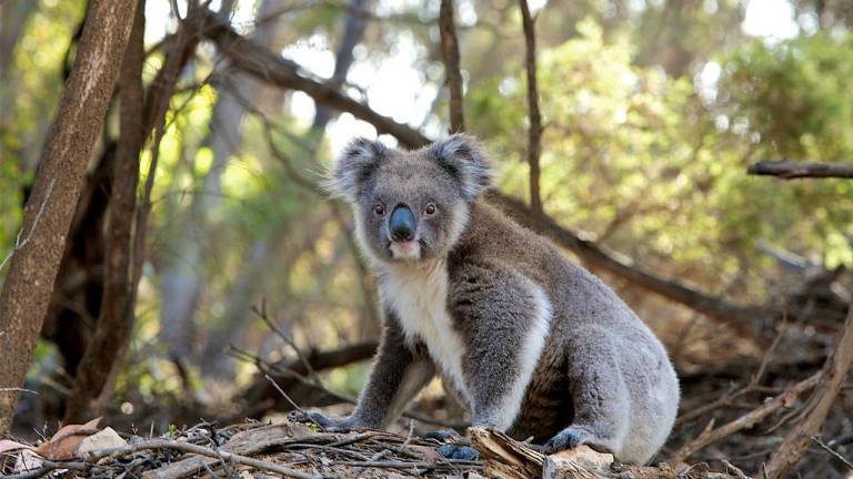 Koalas en peligro: estiman que podrían desaparecer para 2050