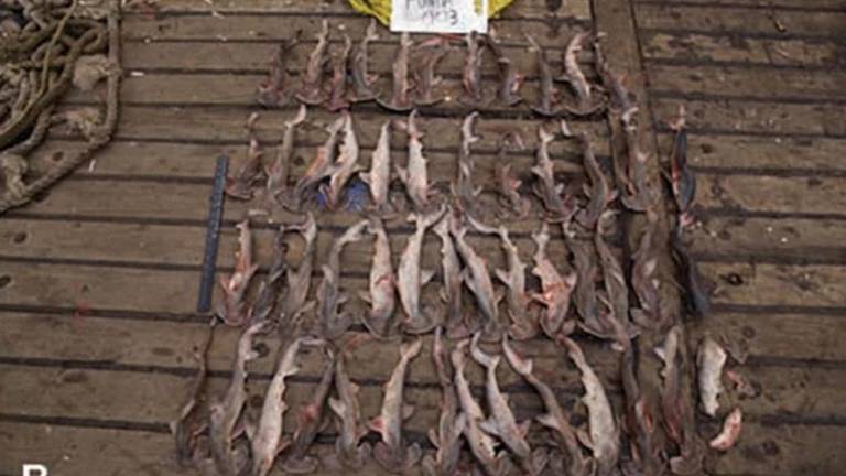 Más de 7.000 tiburones y 537 bolsas de aletas se encontraron en un barco chino detenido en Galápagos