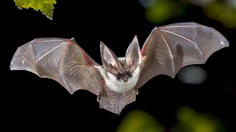 Nuevas variantes del coronavirus parecidas al SARS-CoV-2 fueron encontradas en murciélagos
