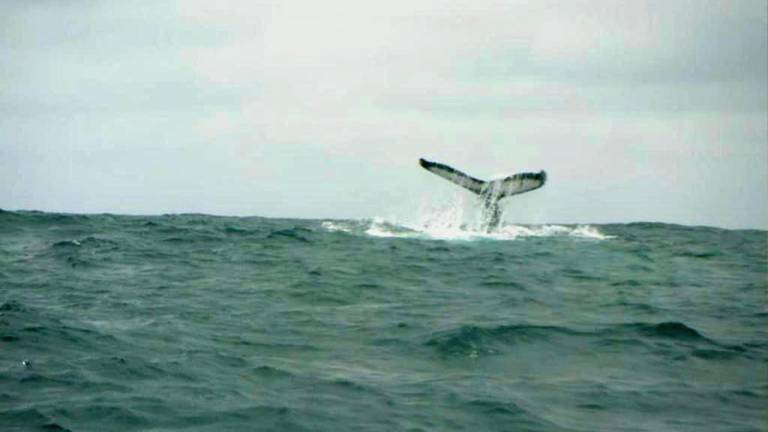 Inicia temporada de avistamiento de ballenas jorobadas en Santa Elena