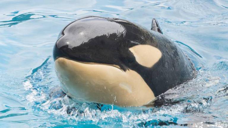 Muere por causas desconocidas una ballena en SeaWorld y se aviva el debate sobre estos parques