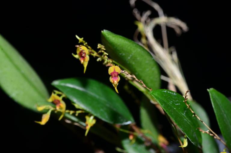 $!Fotografía detallada de la Lephantes markchooana, una de las cinco especies de orquídeas descubiertas recientemente en Ecuador.