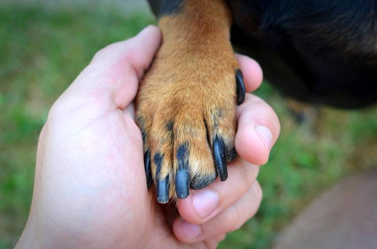 $!Una persona dandóle la mano un perro.
