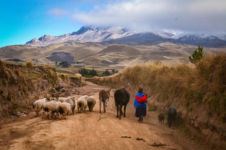 $!Para Manuel, las escenas de mujeres pastoreando a sus rebaños bajo el Chimborazo, son un espectáculo para la vista.