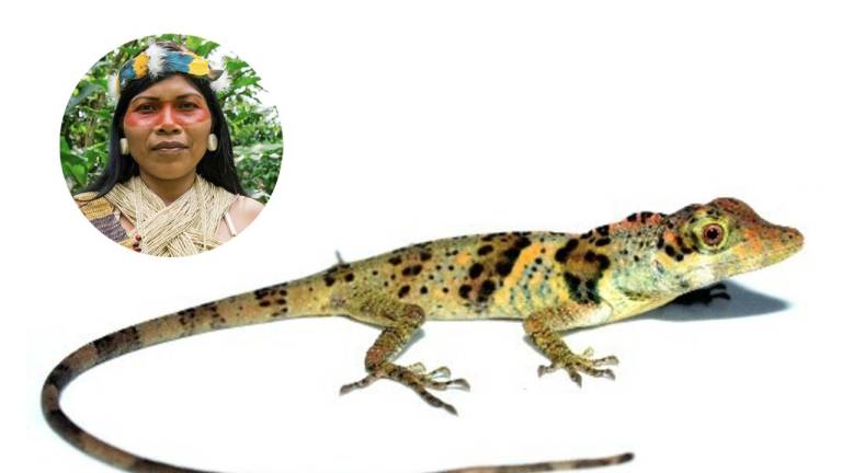 Nueva especie de lagartija hallada en El Oro es nombrada en honor a activista Waoraní