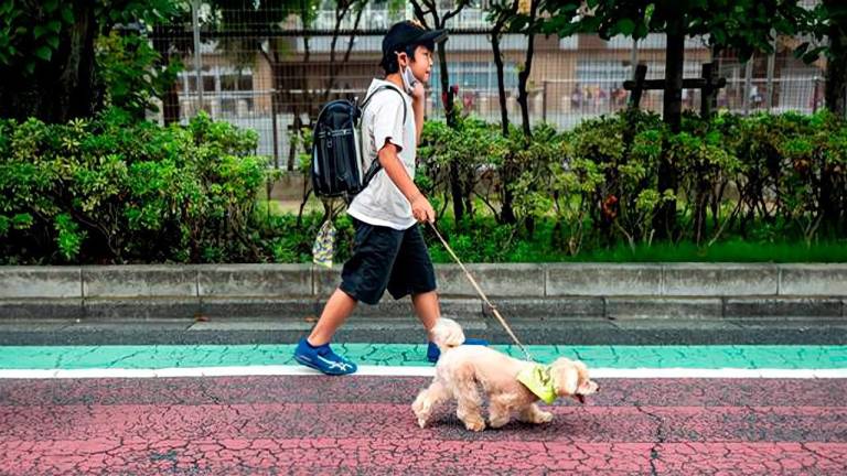 Los perros acompañan todos los días y a la misma hora el trayecto de los niños desde el colegio a sus casas.