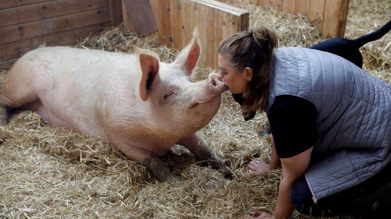 La Granja que cuida de animales que iban a ser sacrificados
