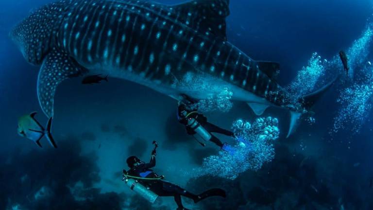 Científicos siguen la pista de 10 tiburones ballenas de Galápagos