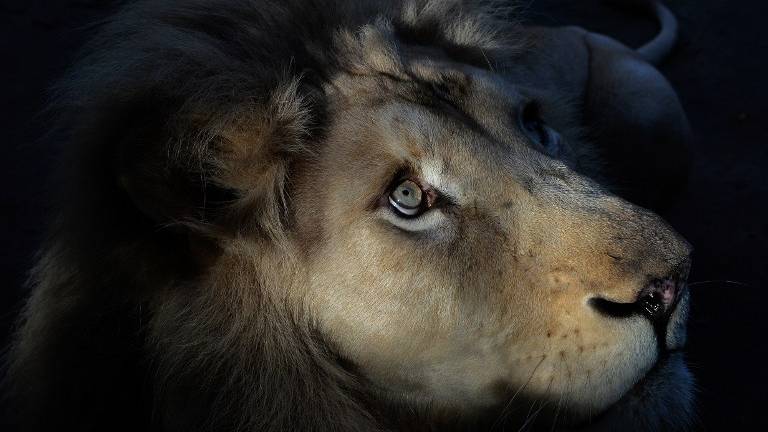 Sacrifican a león blanco que se escapó de zoo en Canadá