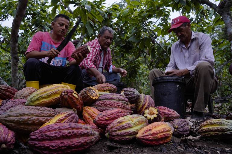 $!Tres agricultores realizan el proceso de cosecha y limpieza del cacao. Este año es el producto de exportación no petrolero que más creció en ventas.