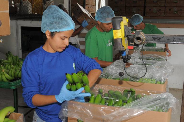 $!Desde 2023, las exportaciones de banano hacia EE.UU. aumentaron en comparación a la caída experimentada entre 2020 y 2022. El año pasado se enviaron 41 millones de cajas de banano.