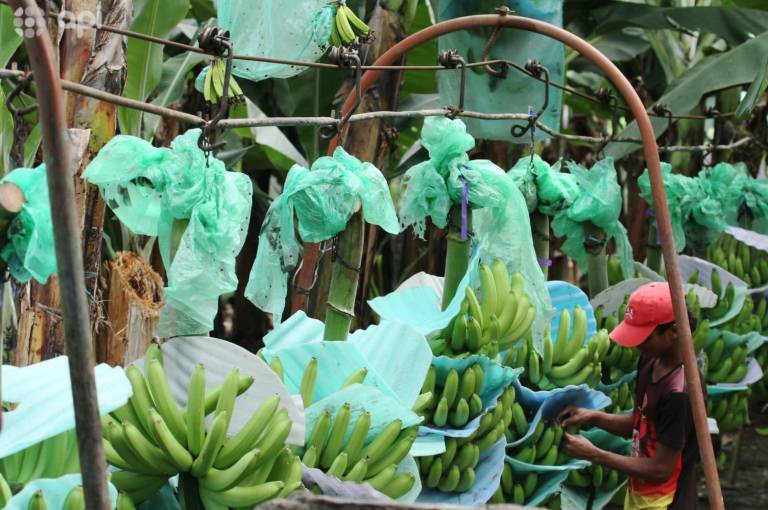 $!varios productores han optado por prescindir de sus empleados.