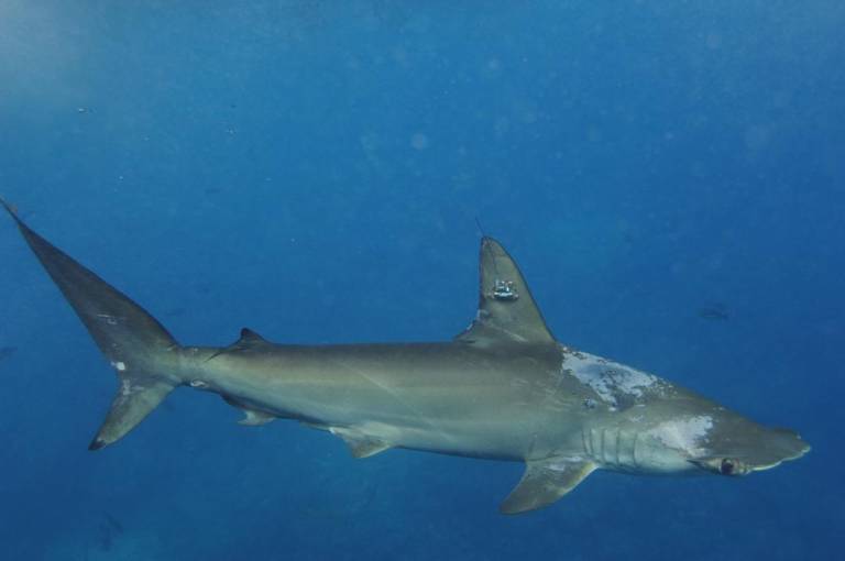 $!Tiburón martillo común (Sphyma lewini) liberado de nuevo en el agua después de haber sido llevado a bordo del buque del Parque Nacional Islas Galápagos, donde los investigadores atornillaron una etiqueta de satélite en su aleta dorsal.