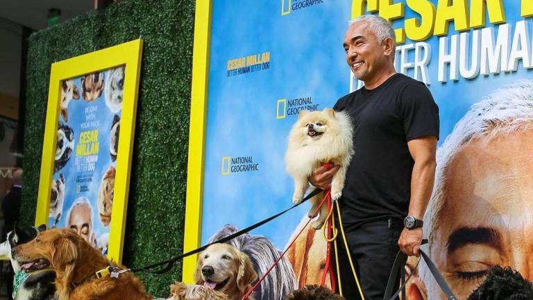 César Millán, posa con varios perros en el lanzamiento de su serie llamada: César Millán: Mejores humanos, mejores perros”.