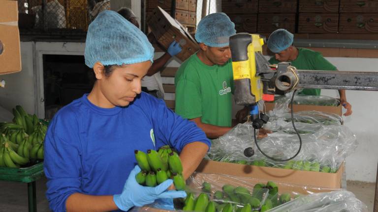 Caída de exportaciones de banano registra Ecuador en el primer semestre de 2021