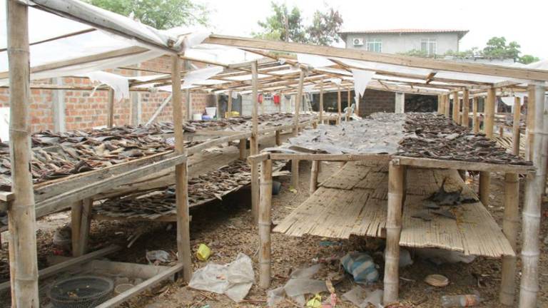 Los humanos son súper predadores que deben cambiar hábitos de caza y pesca