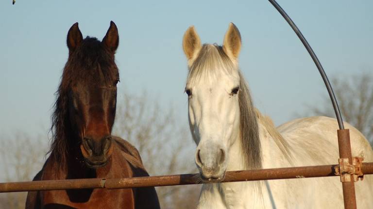 Extraños casos de mutilaciones de caballos aterrorizan en Francia