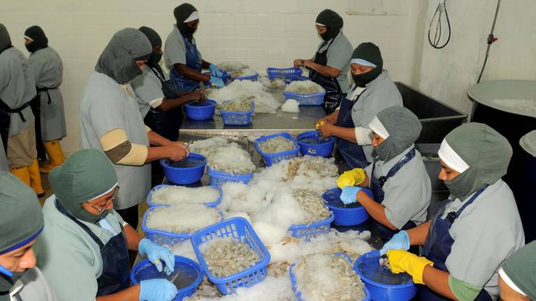 Producción de camarón ecuatoriano se contrae por la crisis y la reducción de la demanda