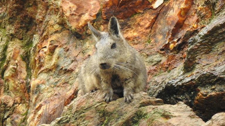 El hogar de la vizcacha ecuatoriana está en peligro: así puedes ayudar