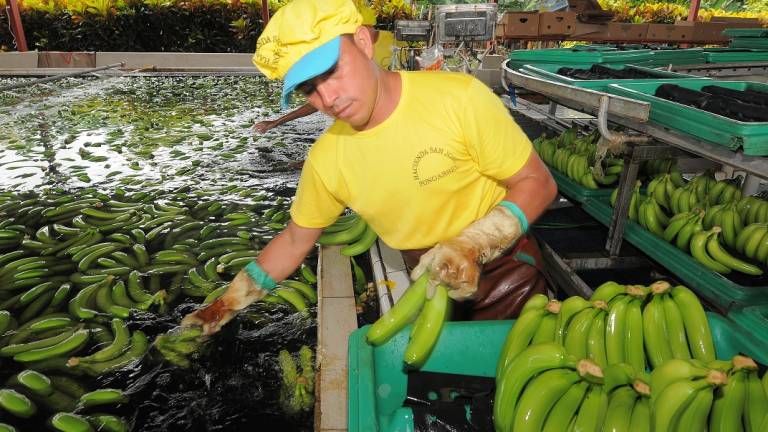 Los 5 desafíos del sector bananero en 2019