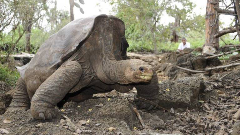 El &quot;Solitario George&quot; ya está en Ecuador