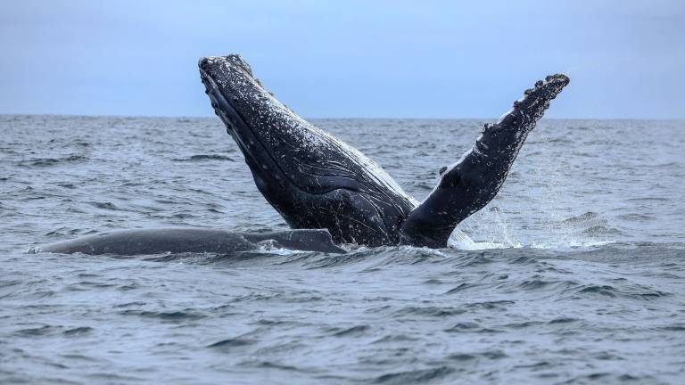 Ballena jorobada en costa ecuatoriana.