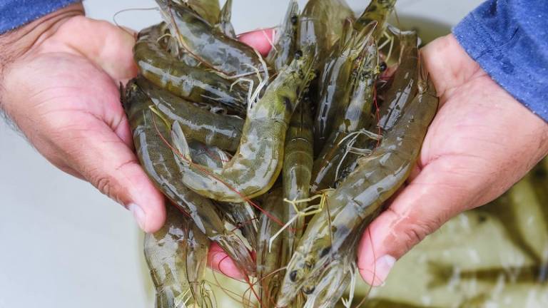 Una provincia china prohíbe el camarón blanco ecuatoriano por coronavirus en paquetes congelados