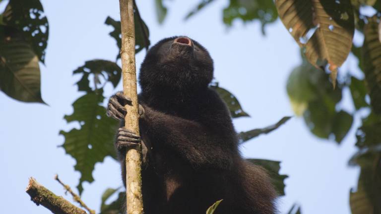 ¿En qué consiste la sentencia histórica a favor del bosque Los Cedros en Imbabura?