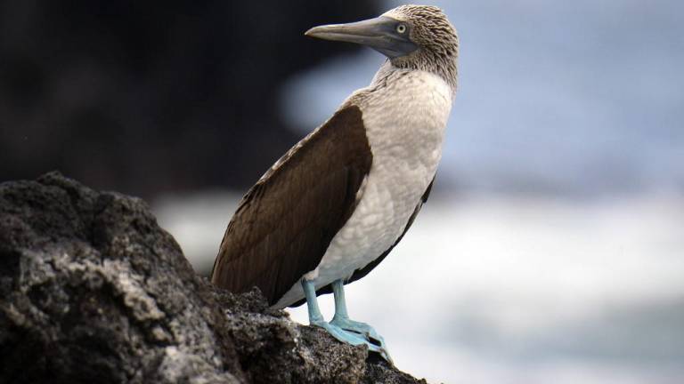 Activan plan para proteger a las aves de Galápagos ante influenza aviar