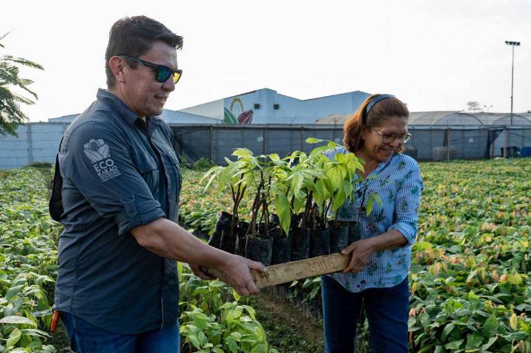 $!Empresas como Eco-Kakao se han enfocado en capacitar a los agricultores en buenas prácticas forestales.