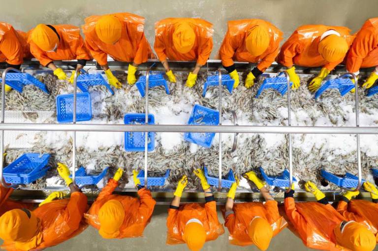 $!Procesos como pelado, desvenado, cocido o empanizado generan mucha mano de obra en las empacadoras.