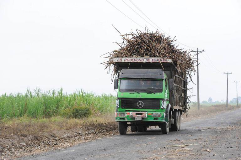 $!3.146 productores participan en la cadena productiva de la caña de azúcar.