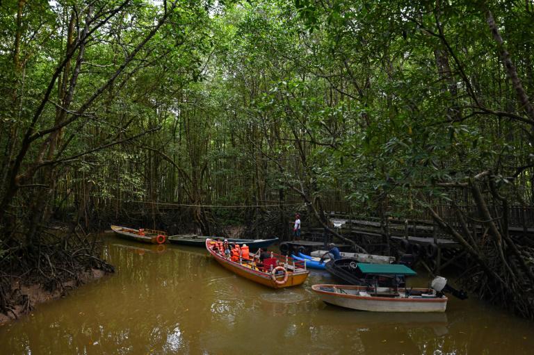 $!Desastre ecológico: nueva capital de Indonesia amenaza la vida de miles de especies en la selva de Borneo