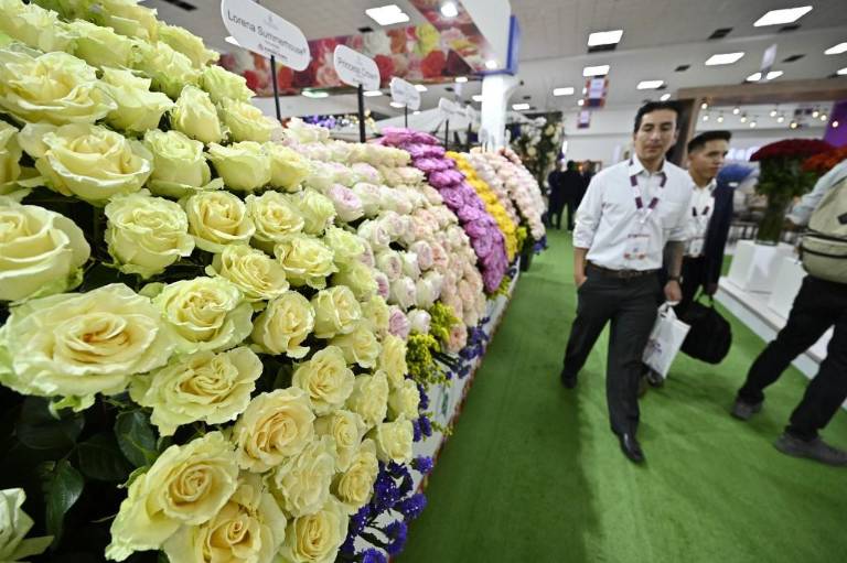 $!Las rosas fueron las más admiradas por los visitantes a la feria organizada por Expoflores en Quito.