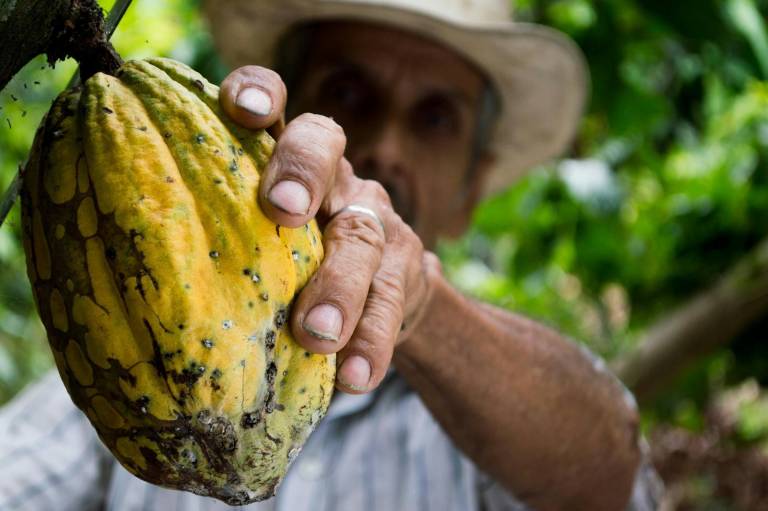 $!El cacao es uno de los productos que más se exporta a EE.UU.