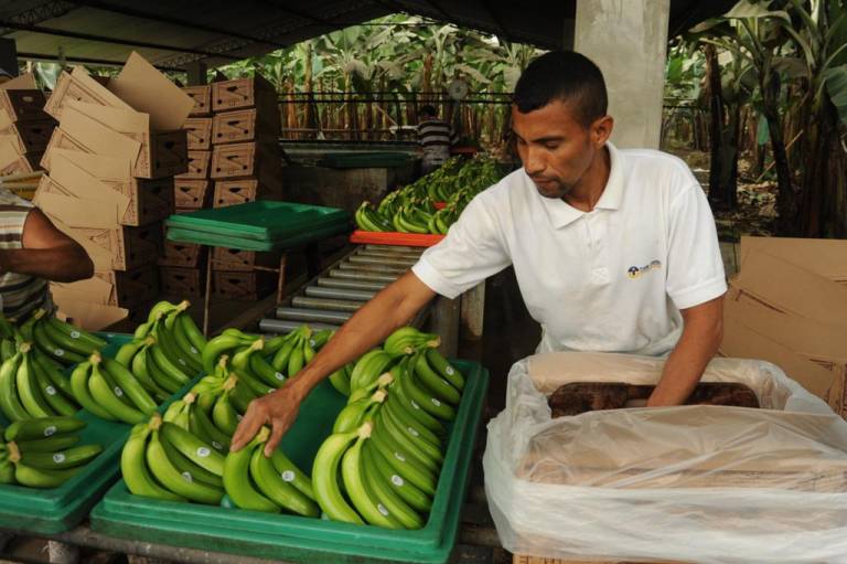 $!Para el sector bananero un acuerdo con este país haría que se dupliquen las exportaciones de la fruta.