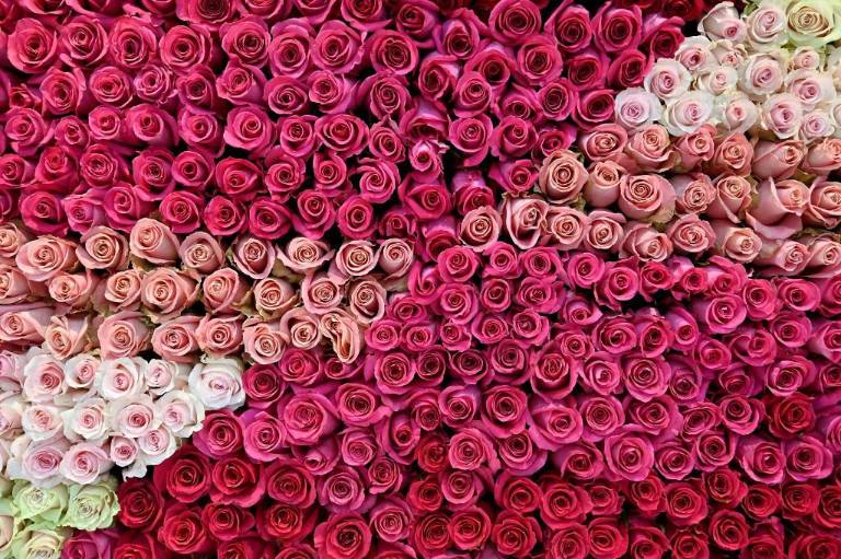 $!Ecuador, y también Colombia, son los principales productores de rosas en la región por su ventaja climática.