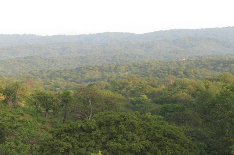 $!Toma aérea del bosque que se extiende dentro de los confines de la reserva natural Tumbesia La Ceiba, en donde se desarrolló el estudio.