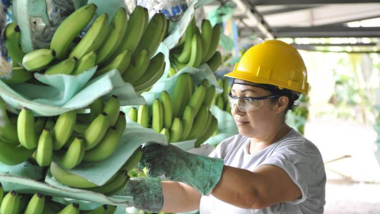 Ministerio de Agricultura anuncia duras sanciones ante casos de dumping bananero