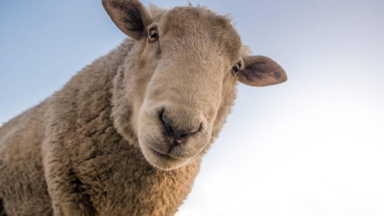 Fotografía de referencia de una oveja.