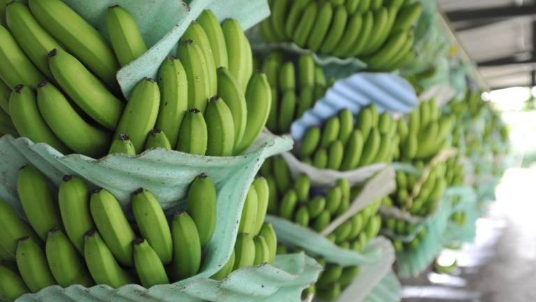 Ecuador convoca a reunión latinoamericana por altos costos del banano