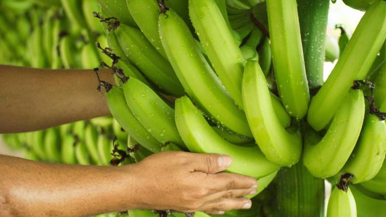 La producción de banano ecuatoriano durante las semanas 1 a la 44 de este año, mantiene niveles superiores versus el 2022.