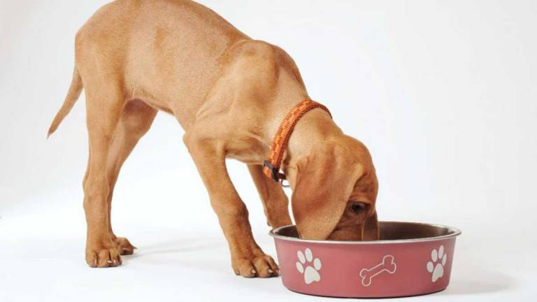 La alimentación adecuada de tu mascota ayudará a su salud y bienestar.