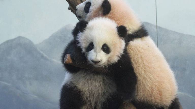 Nacen gemelos de panda gigante en un zoo de Japón