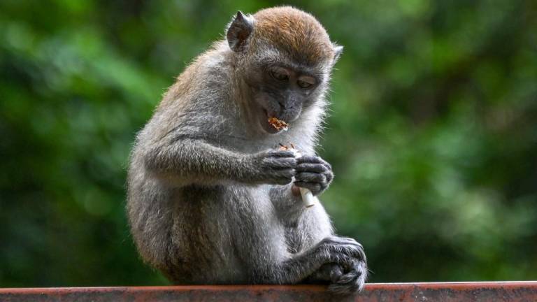 OMS anuncia que siete países africanos registran 1.400 casos de viruela del mono en 2022