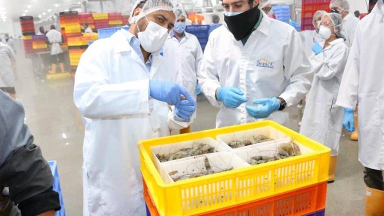 Ecuador realizará correctivos para que tres empresas afectadas puedan volver a exportar camarón a China pronto