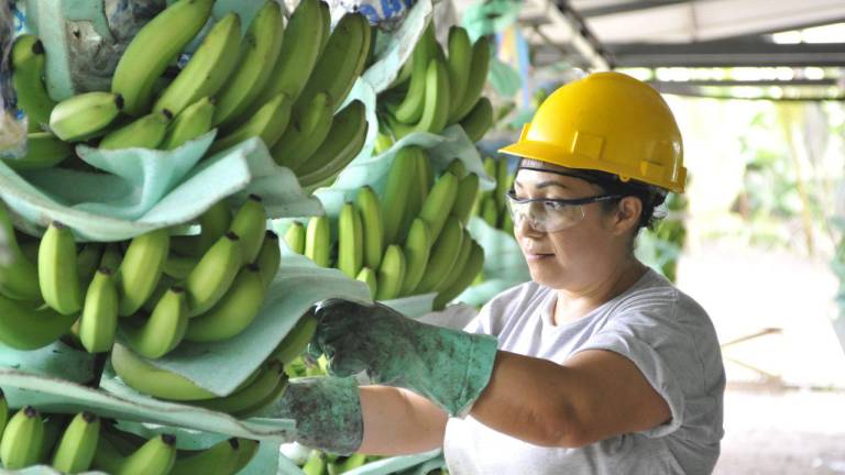 Bananeros esperan para el 2023 una responsabilidad compartida de los supermercados internacionales